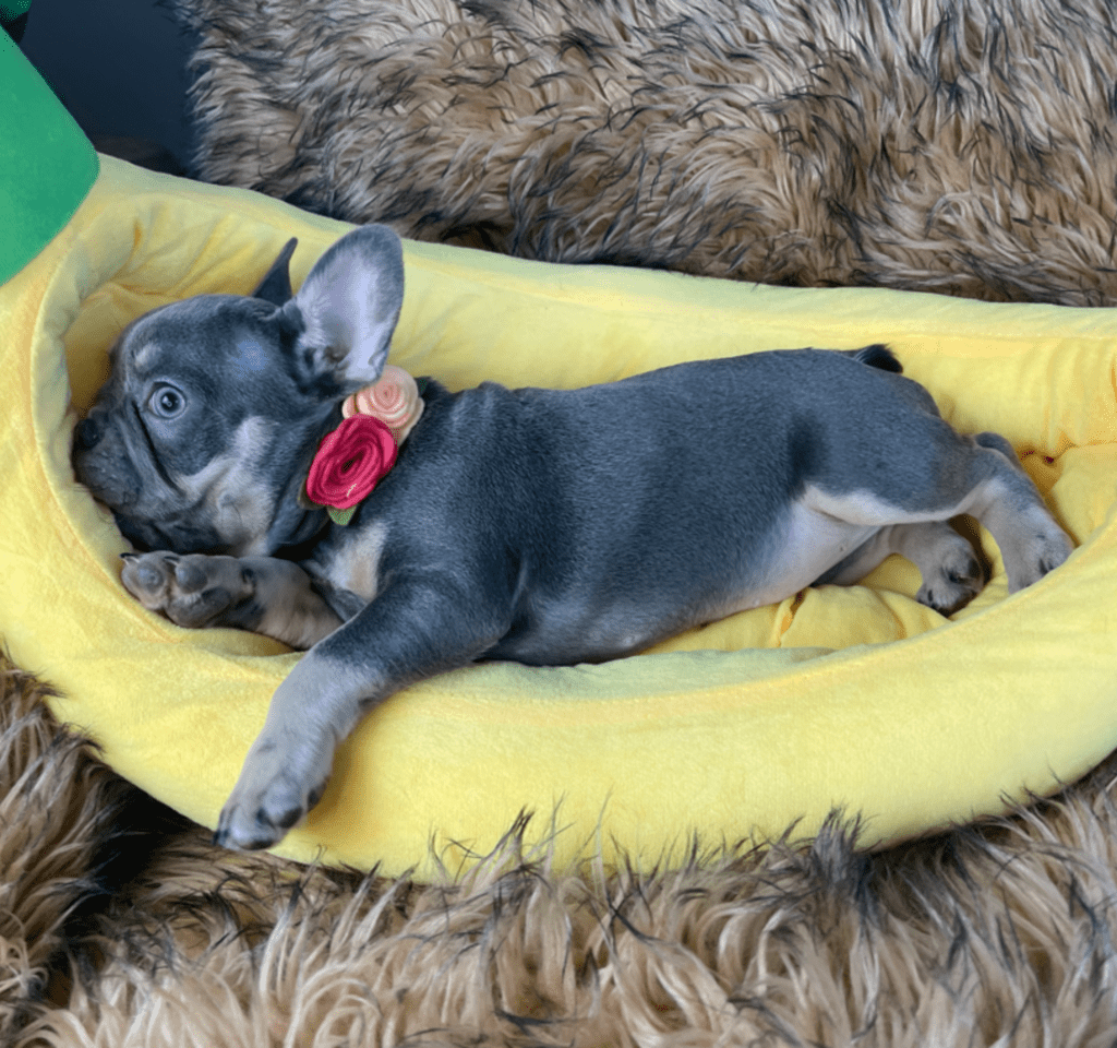 Penny Blue and Tan French Bulldog Female | Ready Feb 12, 2023
