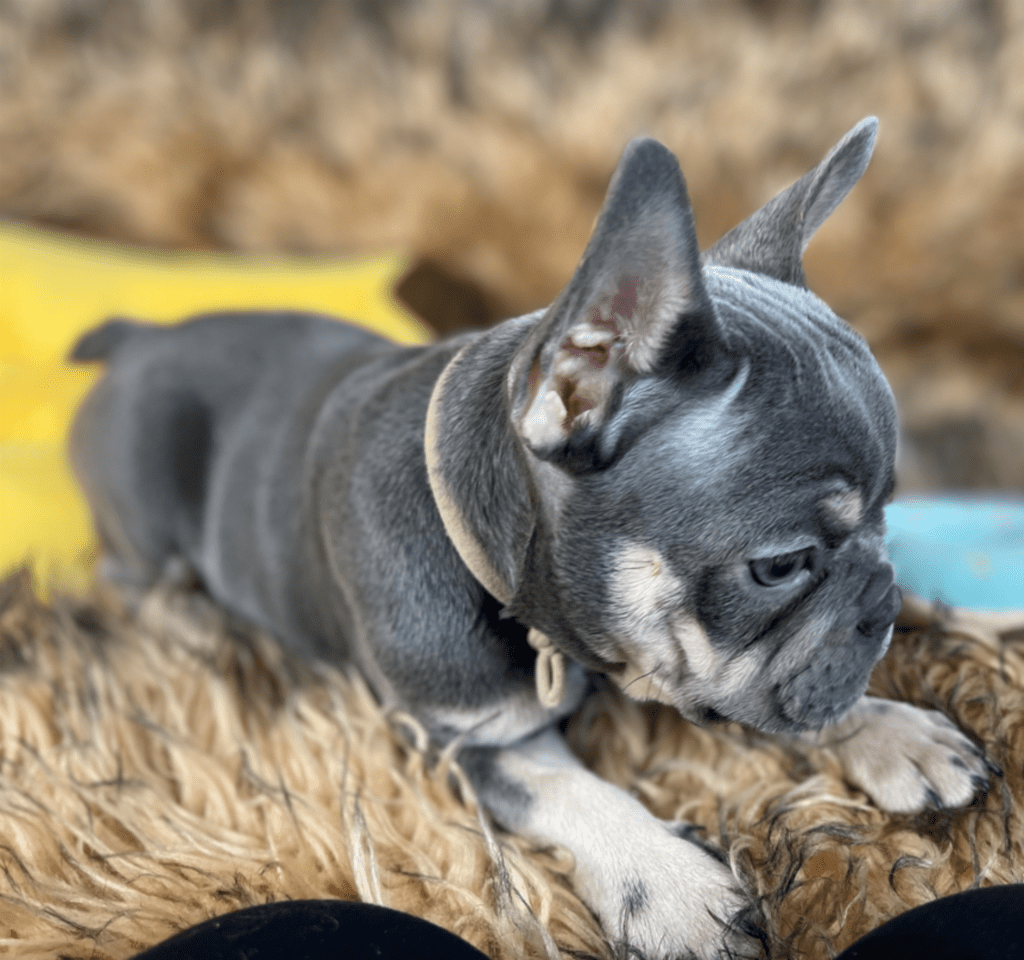 Penny Blue and Tan French Bulldog Female | Ready Feb 12, 2023