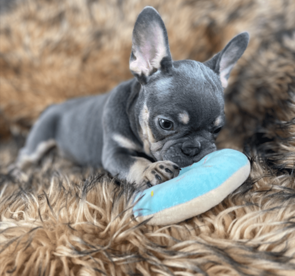 Penny Blue and Tan French Bulldog Female | Ready Feb 12, 2023