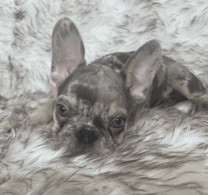 Nato Lilac Merle French Bulldog male | Born January 6th, 2023