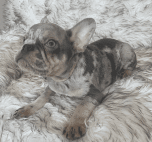 Nato Lilac Merle French Bulldog male | Born January 6th, 2023