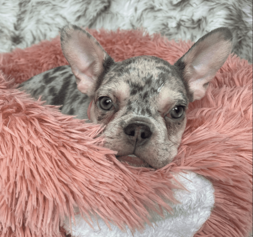 Nala Lilac Merle French Bulldog female | Born January 6th, 2023