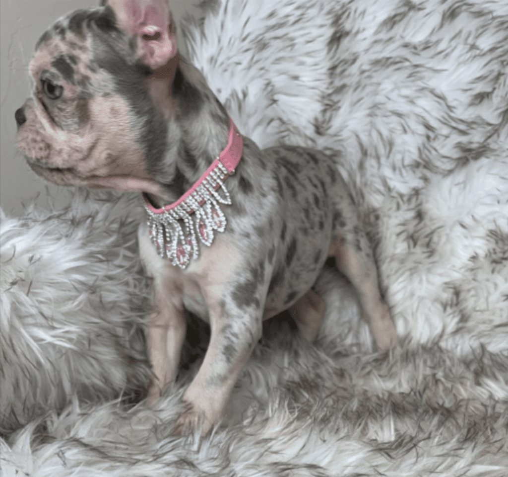 Nala Lilac Merle French Bulldog female | Born January 6th, 2023