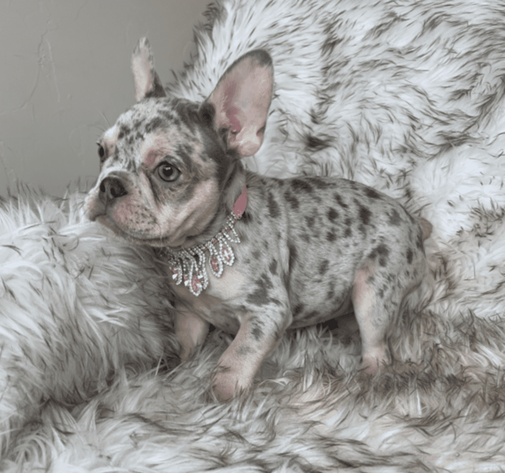 Nala Lilac Merle French Bulldog female | Born January 6th, 2023