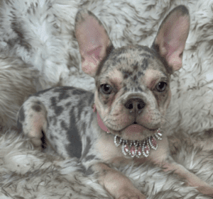 Nala Lilac Merle French Bulldog female | Born January 6th, 2023