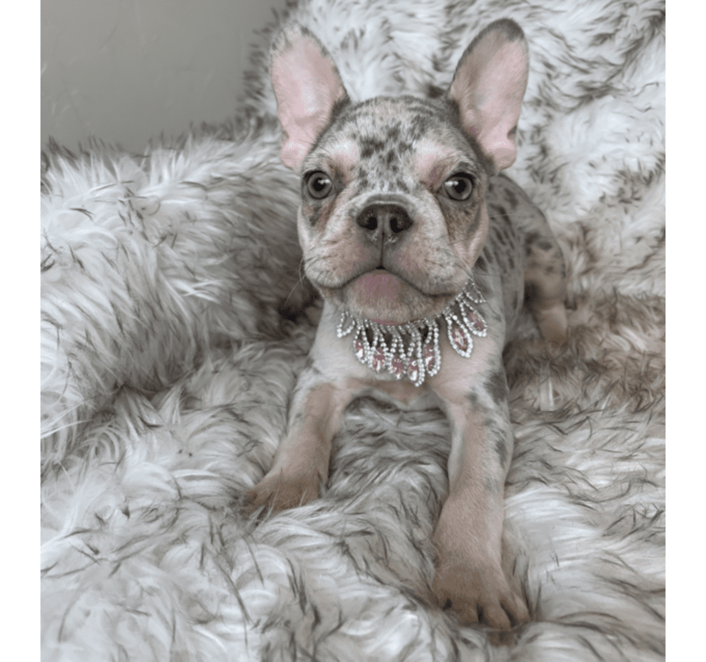 Nala Lilac Merle French Bulldog female | Born January 6th, 2023