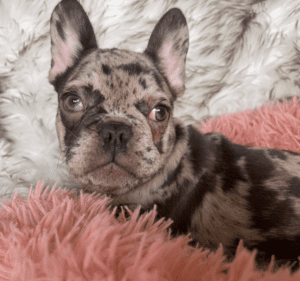 Olympia Chocolate Merle French Bulldog Female | Born December 6th, 2022