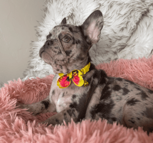 Olympia Chocolate Merle French Bulldog Female | Born December 6th, 2022