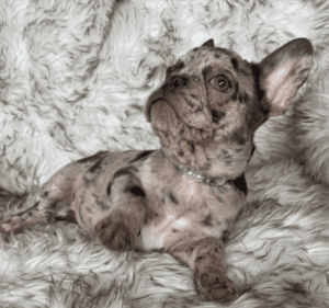 Olympia Chocolate Merle French Bulldog Female | Born December 6th, 2022