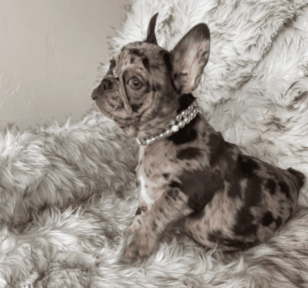 Olympia Chocolate Merle French Bulldog Female | Born December 6th, 2022