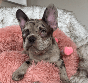 Odelia Chocolate Merle French Bulldog Female | Born December 6th, 2022