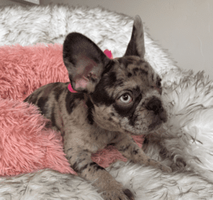 Odelia Chocolate Merle French Bulldog Female | Born December 6th, 2022