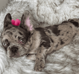 Odelia Chocolate Merle French Bulldog Female | Born December 6th, 2022
