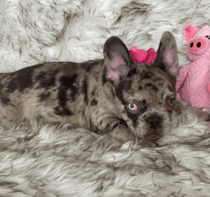 Odelia Chocolate Merle French Bulldog Female | Born December 6th, 2022