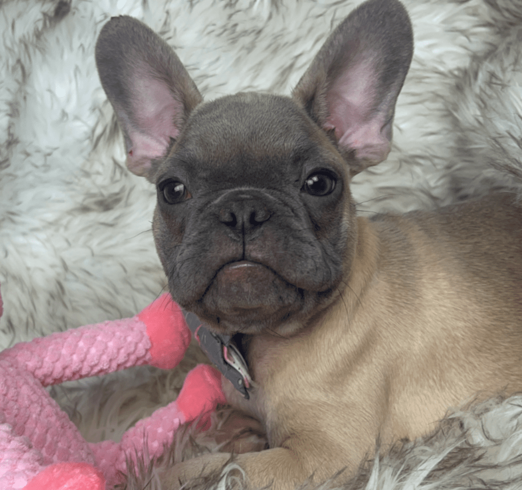 Mead Blue Fawn French Bulldog Male | Ready February 18th