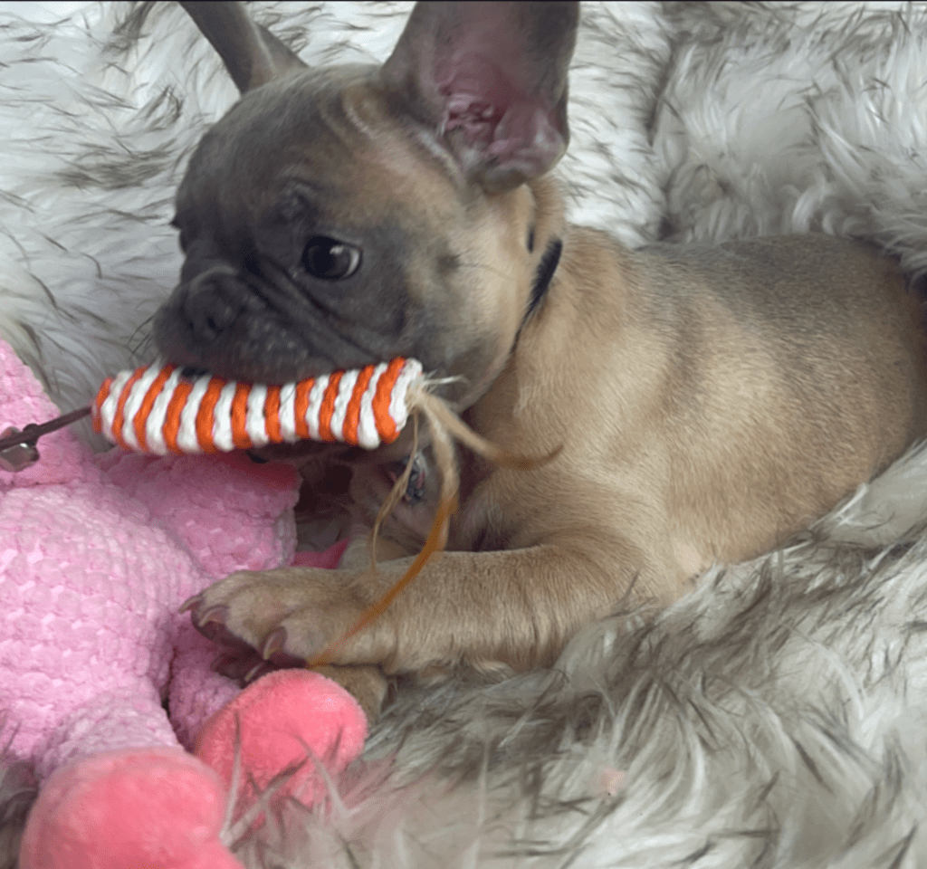 Mead Blue Fawn French Bulldog Male | Ready February 18th