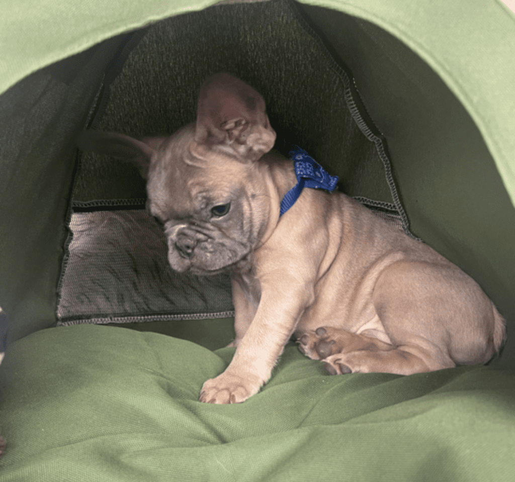 Mead Blue Fawn French Bulldog Male | Ready February 18th