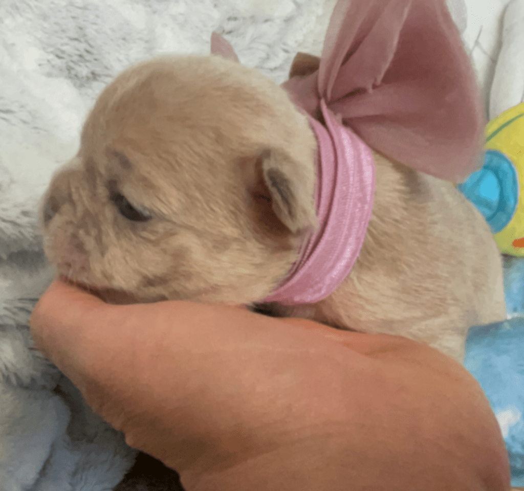 Lilac, Lilac Fawn and Merle French Bulldog Litter | Born February 27th 2023