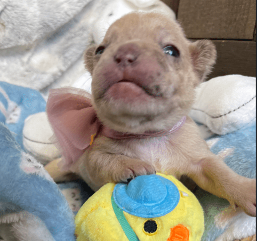 Lilac, Lilac Fawn and Merle French Bulldog Litter | Born February 27th 2023