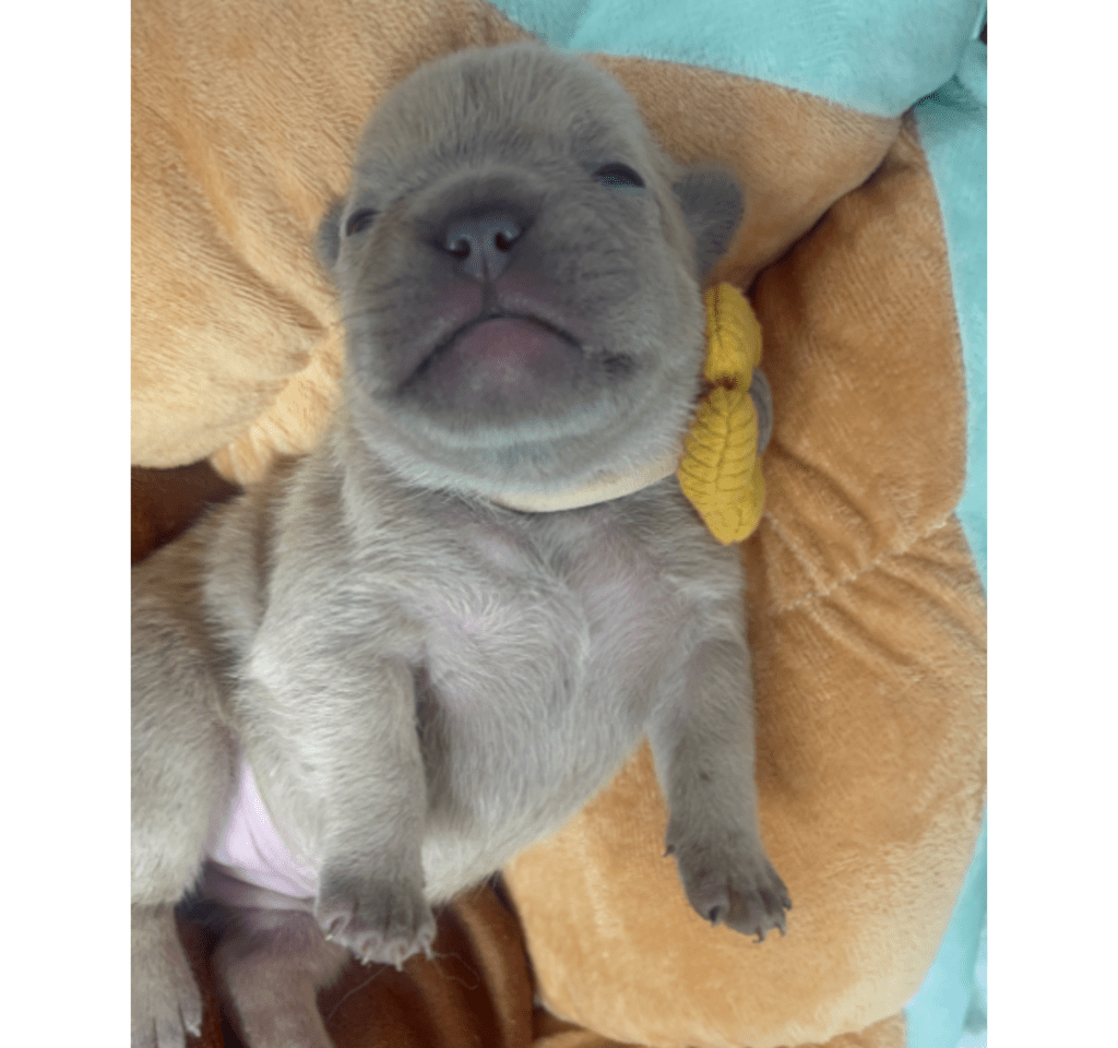 Lilac Fawn and Platinum French Bulldog Litter | Born March 4th 2023