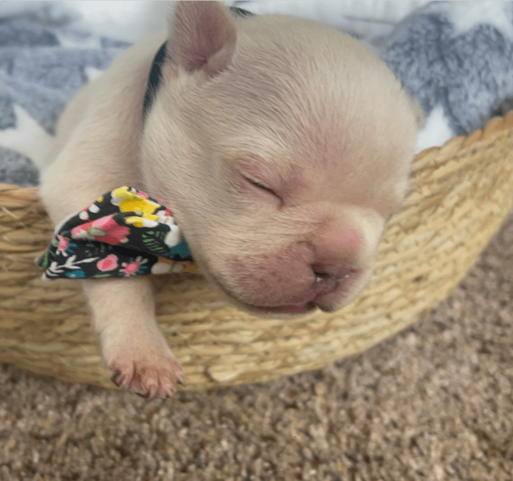 Lilac Fawn and Platinum French Bulldog Litter | Born March 4th 2023