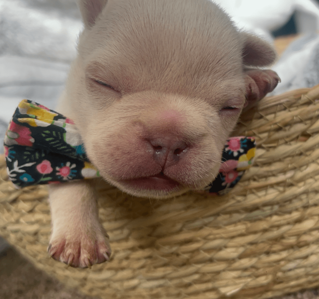 Lilac Fawn and Platinum French Bulldog Litter | Born March 4th 2023