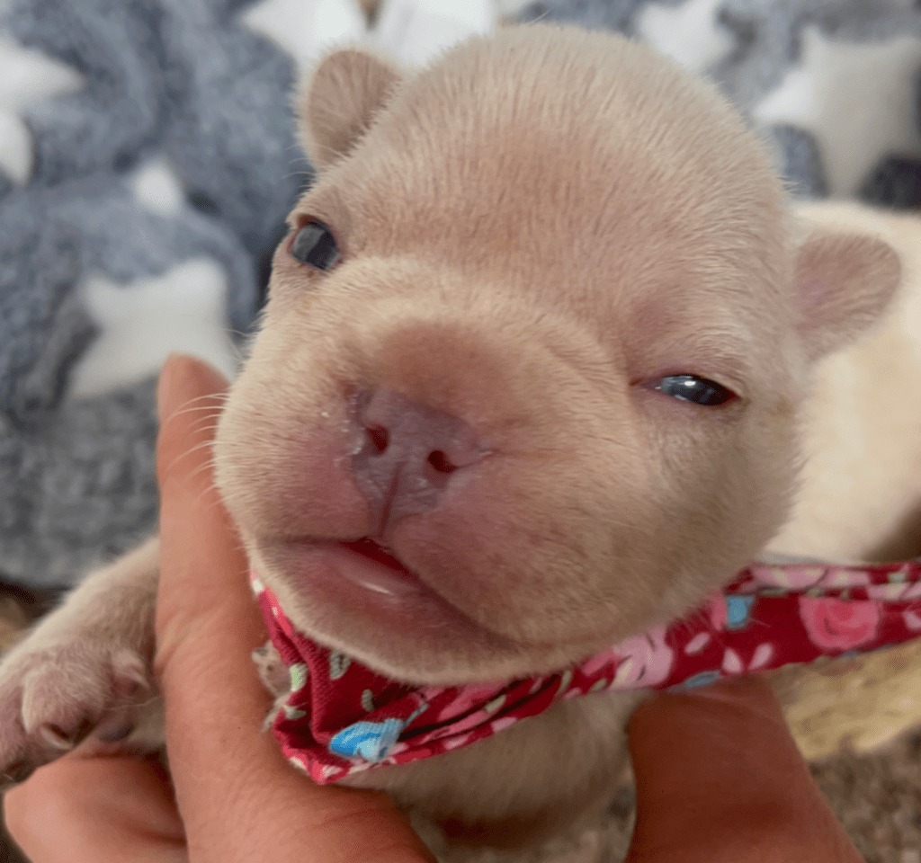 Lilac Fawn and Platinum French Bulldog Litter | Born March 4th 2023