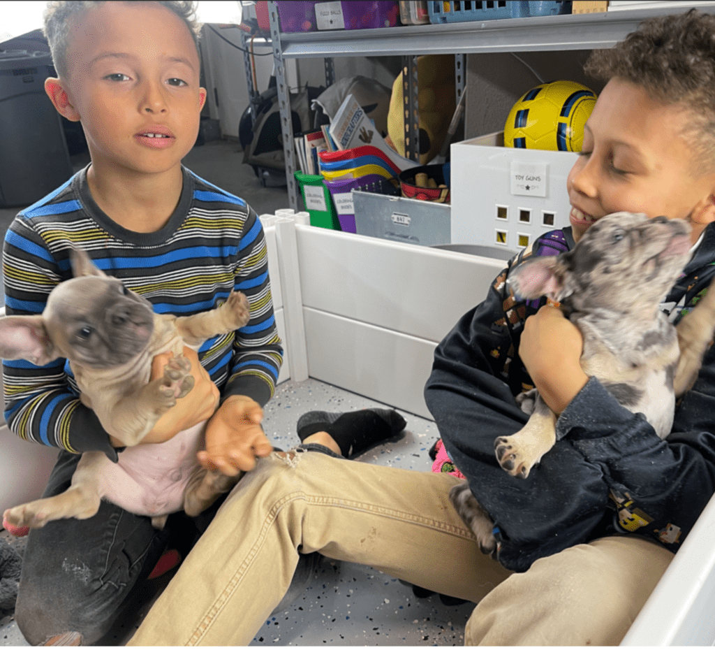 Mead Blue Fawn French Bulldog Male | Ready Now