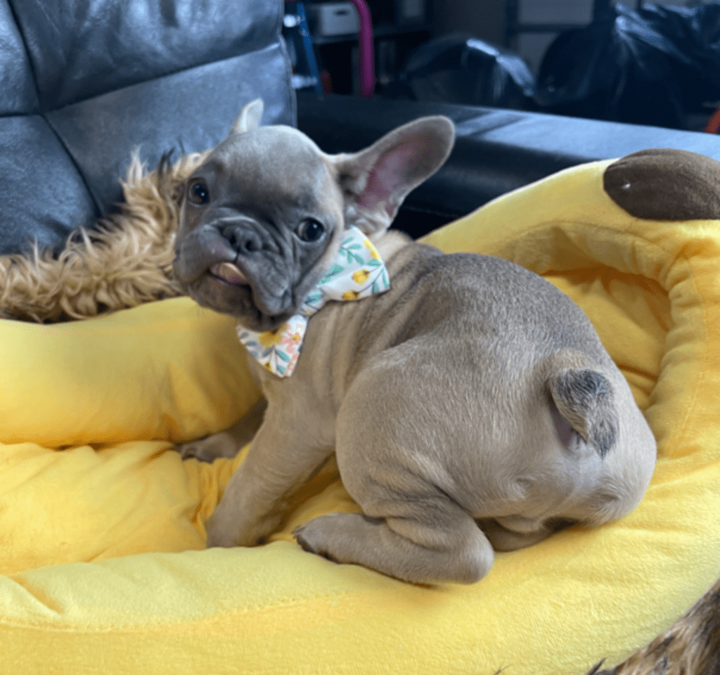 Mead Blue Fawn French Bulldog Male | Ready Now