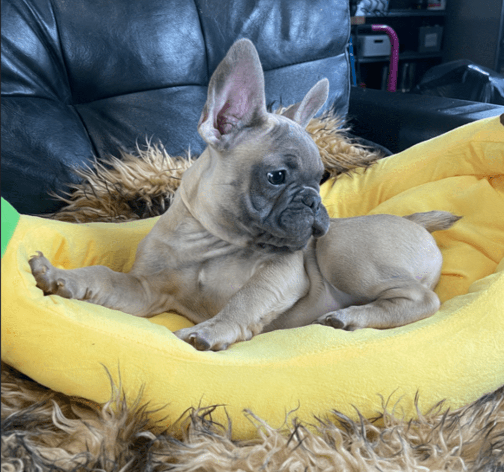 Mead Blue Fawn French Bulldog Male | Ready Now