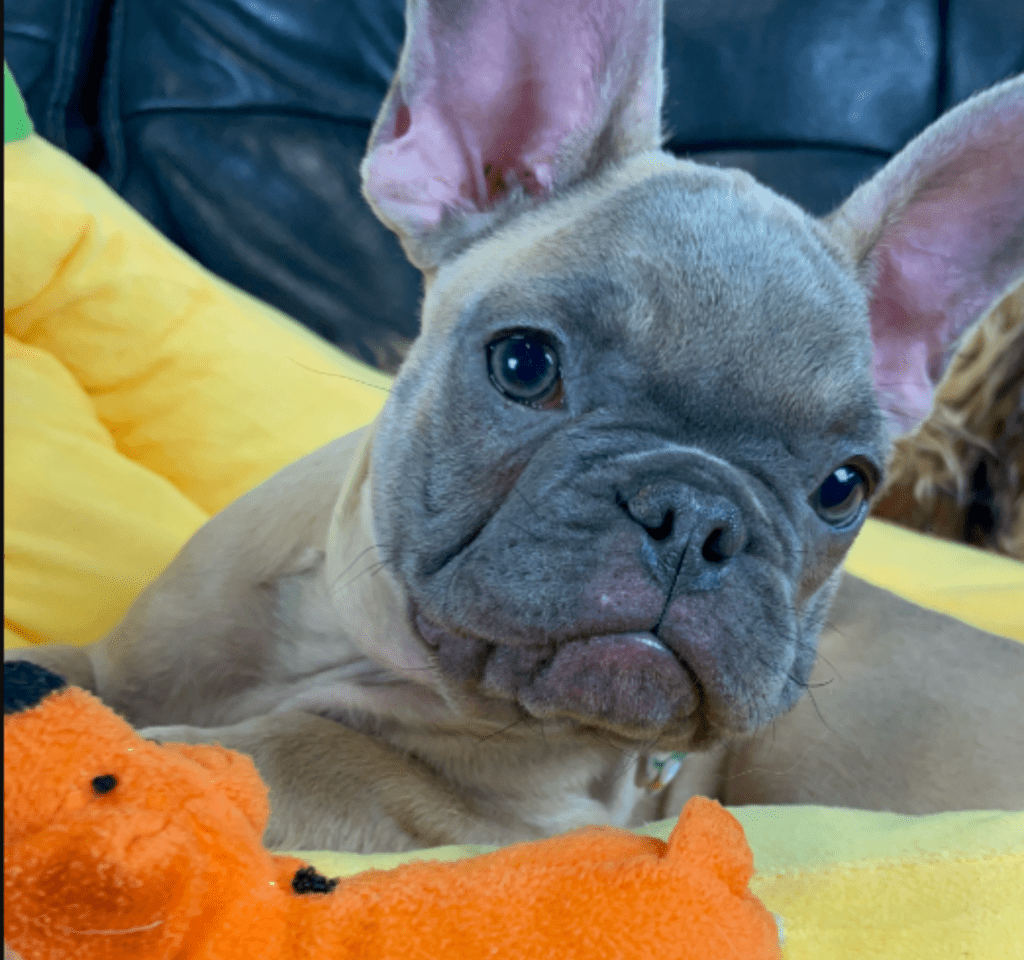 Mead Blue Fawn French Bulldog Male | Ready Now