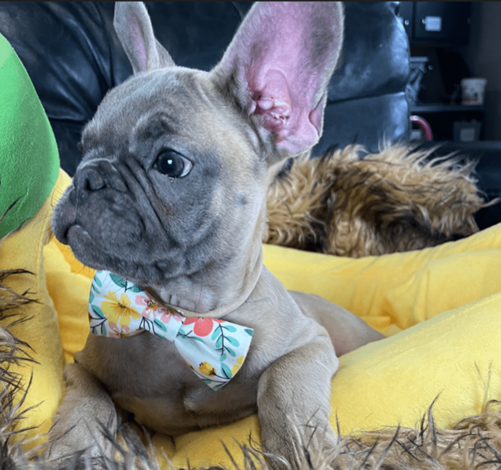 Mead Blue Fawn French Bulldog Male | Ready Now
