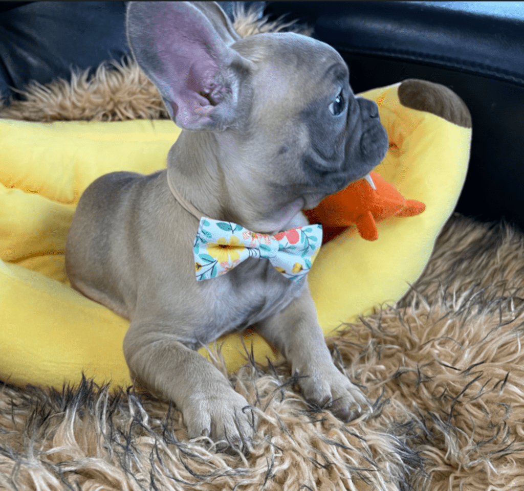 Mead Blue Fawn French Bulldog Male | Ready Now