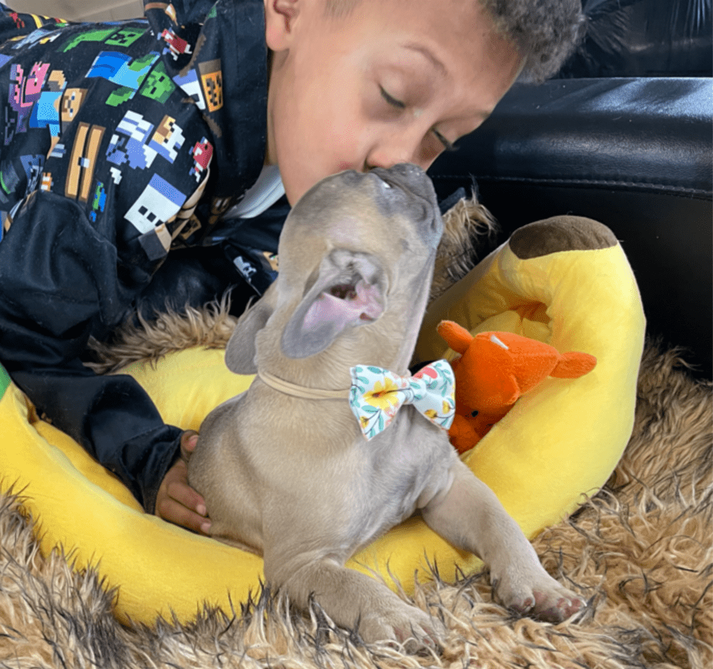 Mead Blue Fawn French Bulldog Male | Ready Now