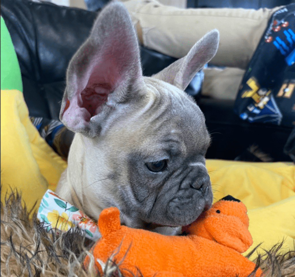 Mead Blue Fawn French Bulldog Male | Ready Now