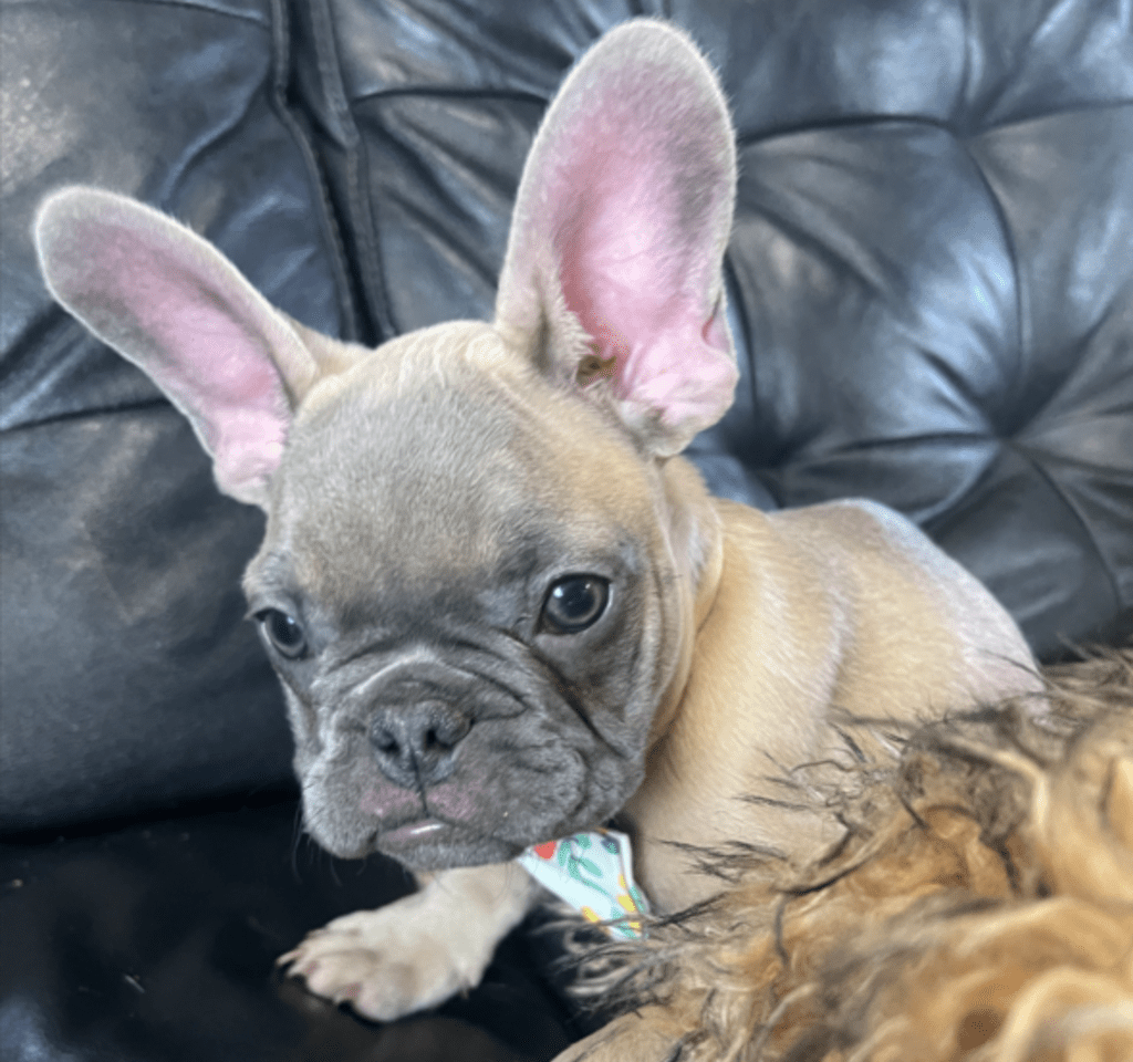 Mead Blue Fawn French Bulldog Male | Ready Now
