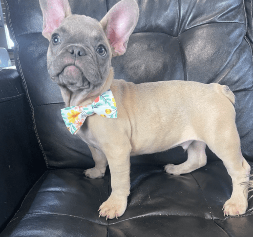 Mead Blue Fawn French Bulldog Male | Ready Now