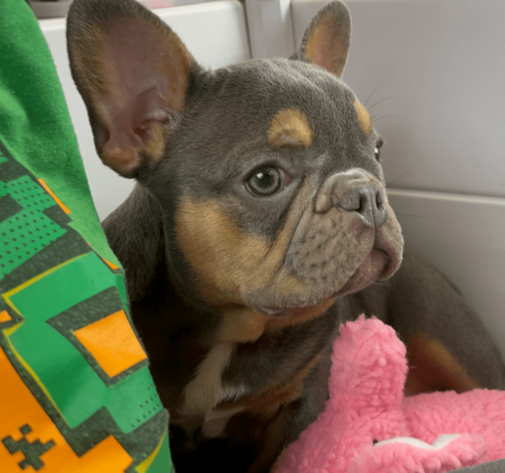 Penny Blue and Tan French Bulldog Female | Ready Now
