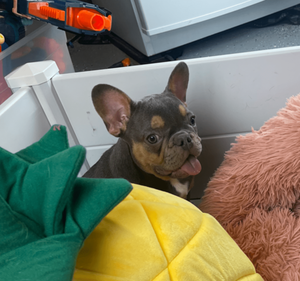 Penny Blue and Tan French Bulldog Female | Ready Now
