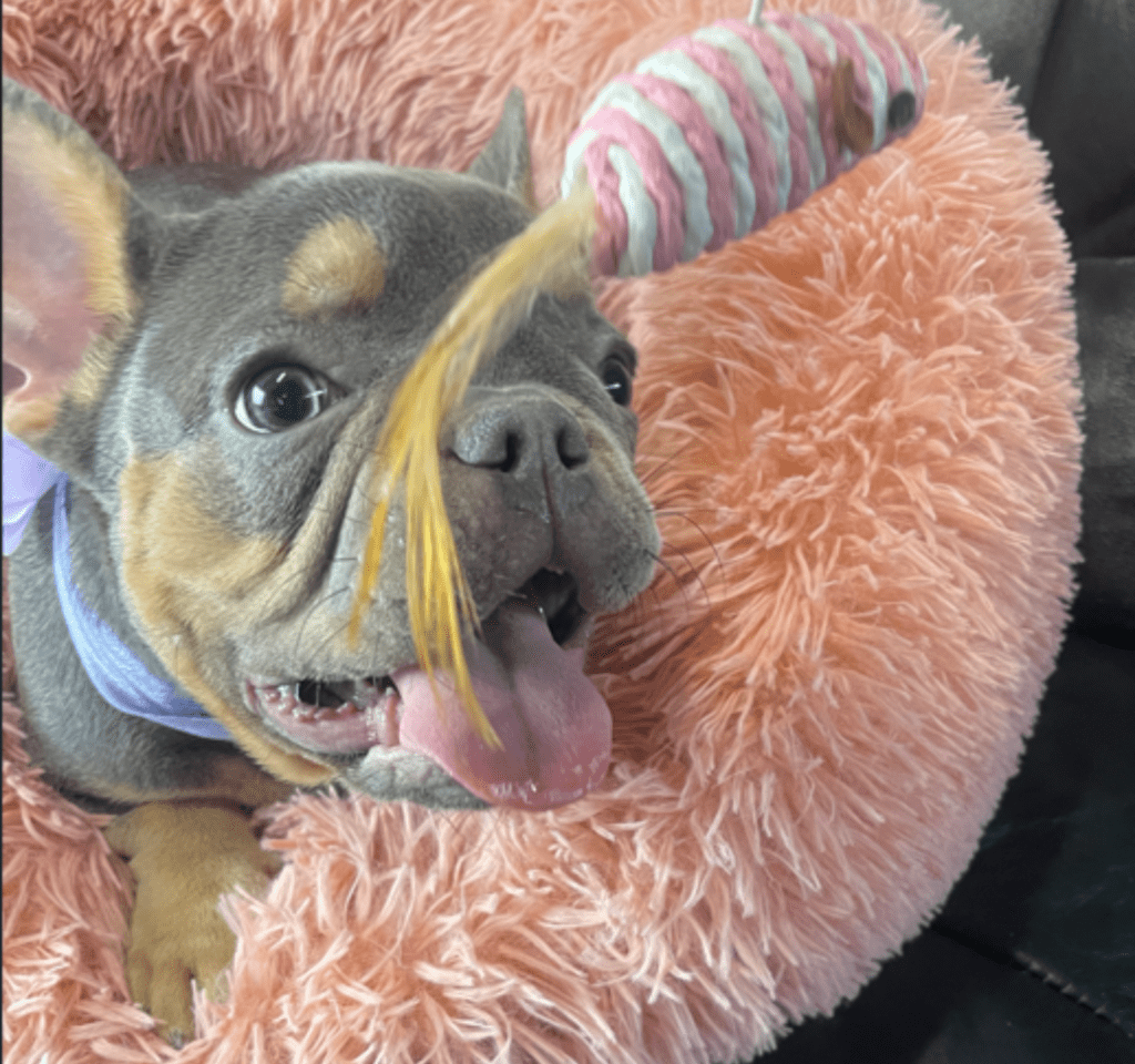 Penny Blue and Tan French Bulldog Female | Ready Now