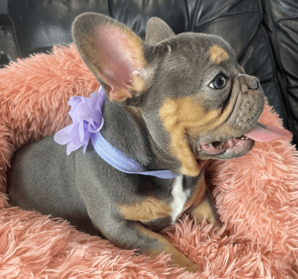 Penny Blue and Tan French Bulldog Female | Ready Now