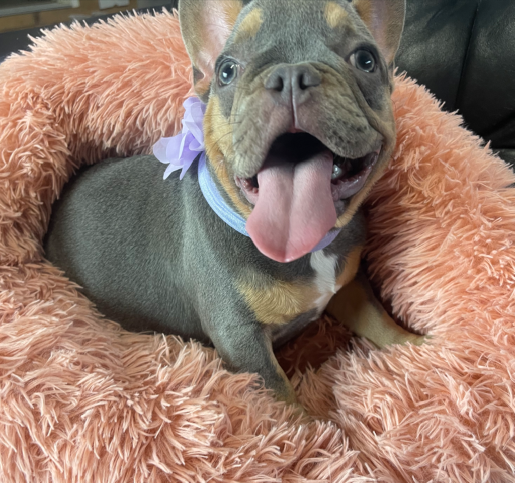 Penny Blue and Tan French Bulldog Female | Ready Now