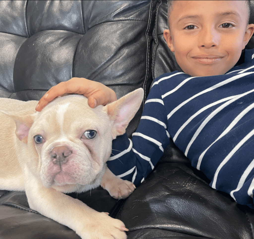 Powell Platinum French Bulldog Male | Ready Now