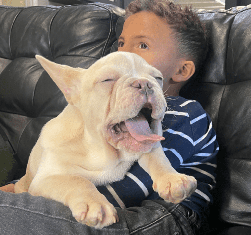 Powell Platinum French Bulldog Male | Ready Now