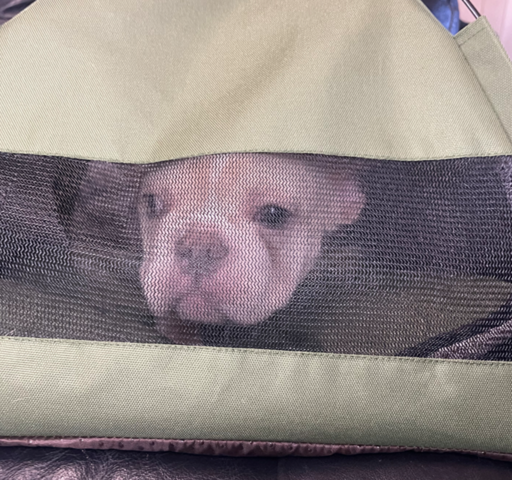 Powell Platinum French Bulldog Male | Ready Now