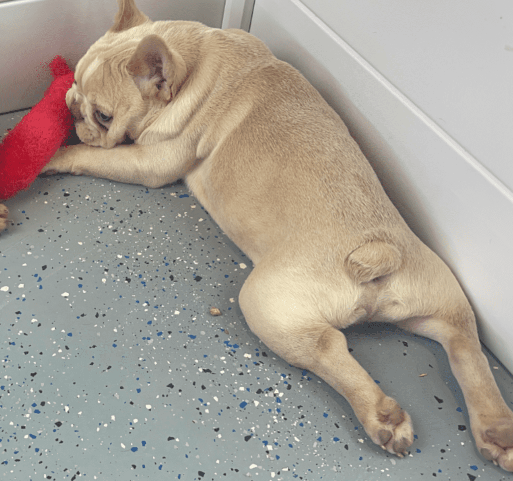 Powell Platinum French Bulldog Male | Ready Now