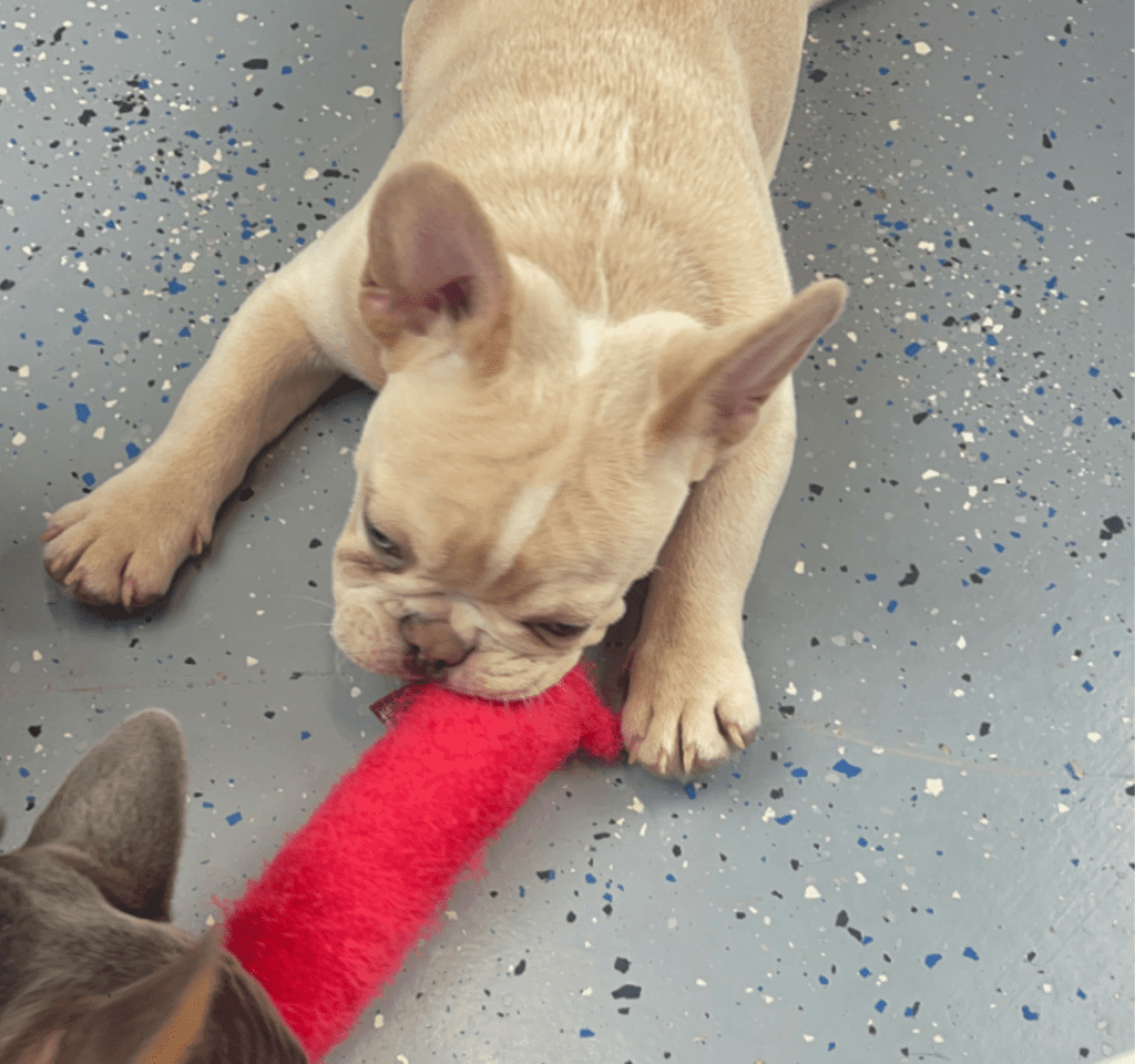 Powell Platinum French Bulldog Male | Ready Now