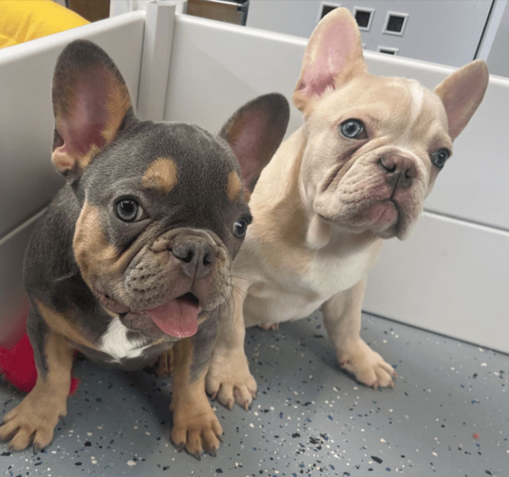 Powell Platinum French Bulldog Male | Ready Now