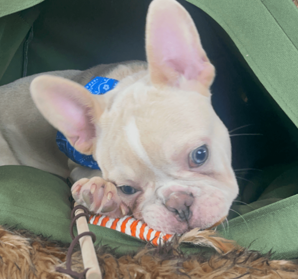 Powell Platinum French Bulldog Male | Ready Now