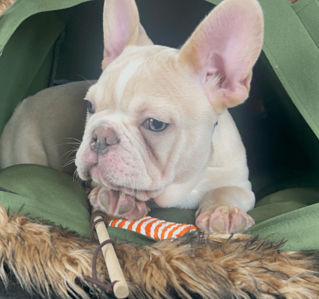 Powell Platinum French Bulldog Male | Ready Now